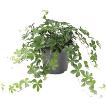 Gynostemma-Pflanze in einem Topf