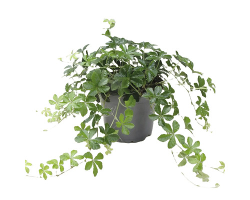 Gynostemma-Pflanze in einem Topf