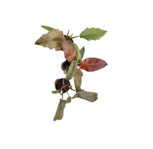 Philodendron Zimmerpflanze im Topf