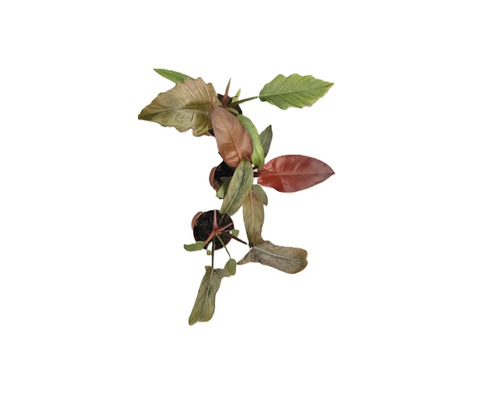 Philodendron Zimmerpflanze im Topf