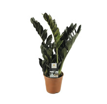 Zamioculcas Raven Zimmerpflanze im Topf