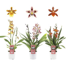 Drei Cambria Orchideen in Töpfen mit verschiedenen Blüten