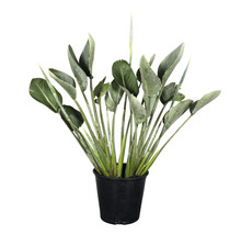 Strelitzie in einem schwarzen Topf