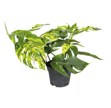 Monstera Zimmerpflanze in einem Topf