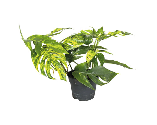 Monstera Zimmerpflanze in einem Topf