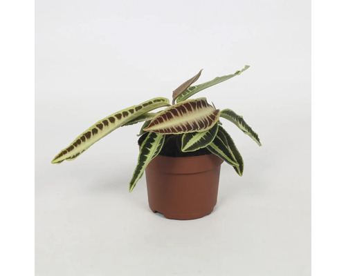 Pflanze in einem Topf