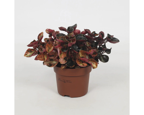 Zimmerpflanze im Topf