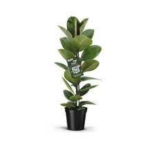 Ficus Zimmerpflanze im Topf