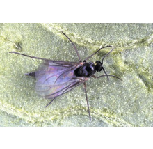 Nahaufnahme eines parasitisch lebenden Insekts auf einem Blatt.