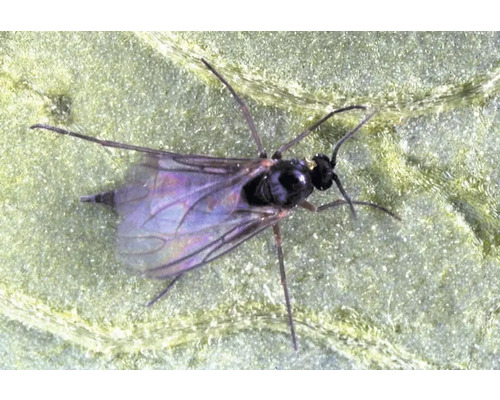 Nahaufnahme eines parasitisch lebenden Insekts auf einem Blatt.