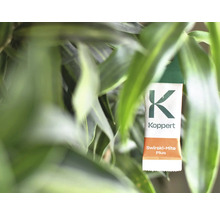 Kopper Logo Swirski-Mite Plus Raubmilben-Tüte auf Pflanze