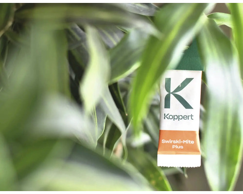 Kopper Logo Swirski-Mite Plus Raubmilben-Tüte auf Pflanze