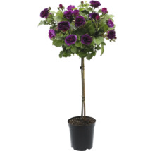 Rosenstämmchen mit violetten Blüten im Topf