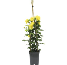 Gelbe Kletterrose im Topf mit Rankhilfe