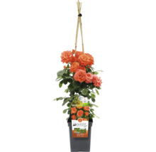 Kletterrose in einem Topf mit Rankhilfe