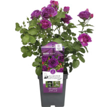 Rosa Minerva im Topf