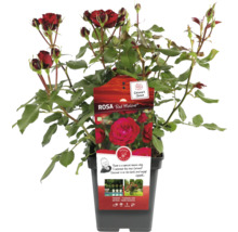 Red Meilove Rose im Topf