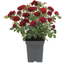 Strauchrose in einem Topf mit roten Blüten