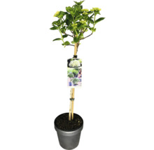 Hortensie im Topf mit Stützpfahl und Etikett