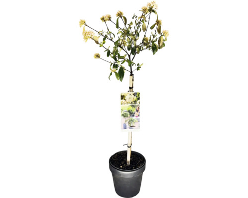 Blütenhartriegel als Hochstamm im Topf