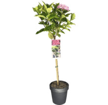 Hortensie im Topf mit Stützstab und Pflanzenetikett