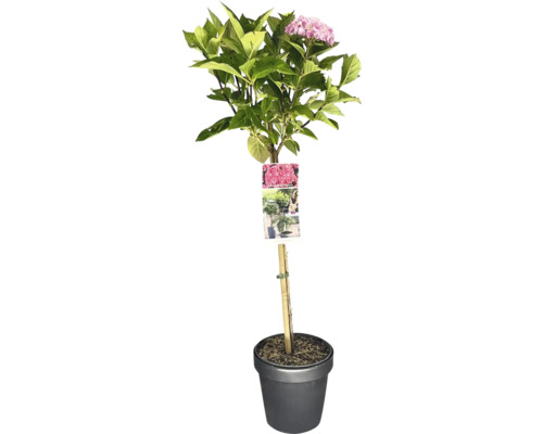 Hortensie im Topf mit Stützstab und Pflanzenetikett