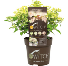 Rispenhortensie Swith Ophelia im Topf