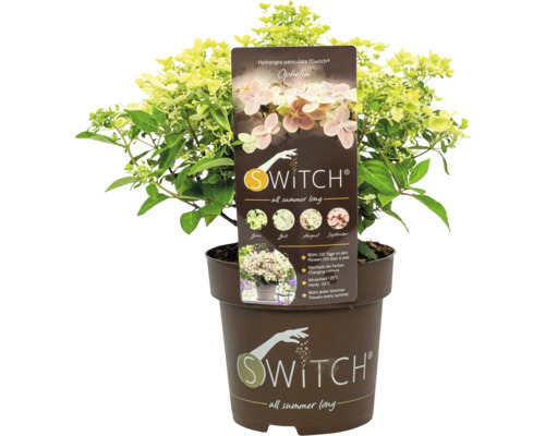 Rispenhortensie Swith Ophelia im Topf