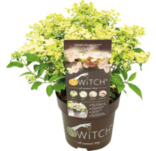 Rispenhortensie Switch Ophelia im Topf