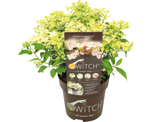Rispenhortensie Switch Ophelia im Topf