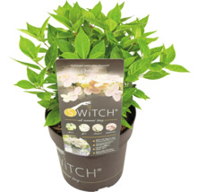Rispenhortensie S-Switch Ophelia im Topf