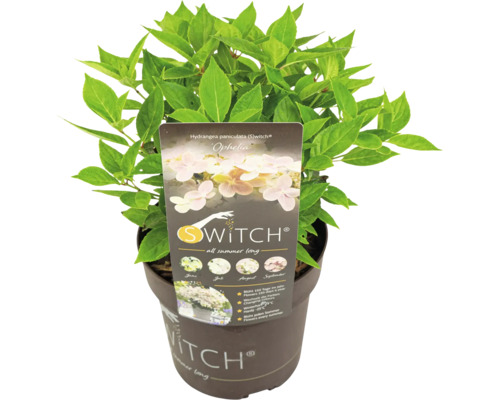 Rispenhortensie S-Switch Ophelia im Topf