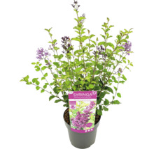 Blühender Zwergflieder im Topf