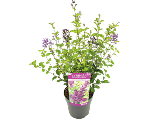 Blühender Zwergflieder im Topf