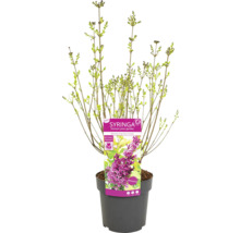 Junger Flieder ''Boomerang Dark Purple'' im Topf