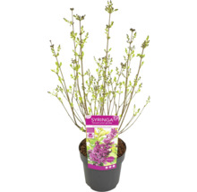 Jungpflanze Syringa im Topf mit Etikett