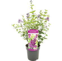 Syringa Zierstrauch im Topf