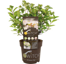 Rispenhortensie Switch Ophelia im Topf