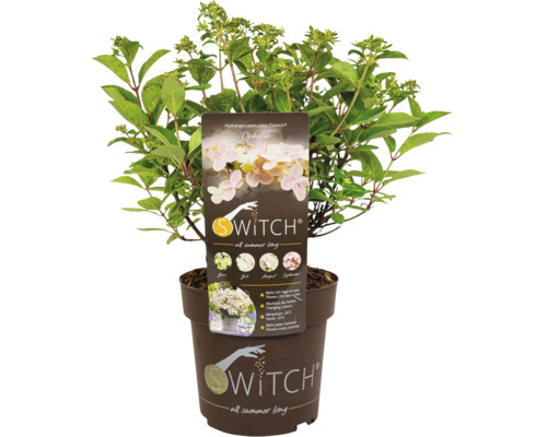 Rispenhortensie Switch Ophelia im Topf