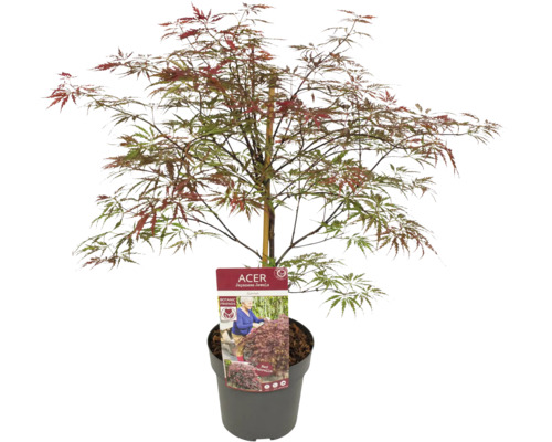 Japanischer Ahorn im Topf