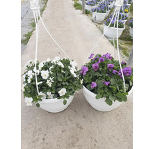 Zwei Hängekörbe mit Stiefmütterchen