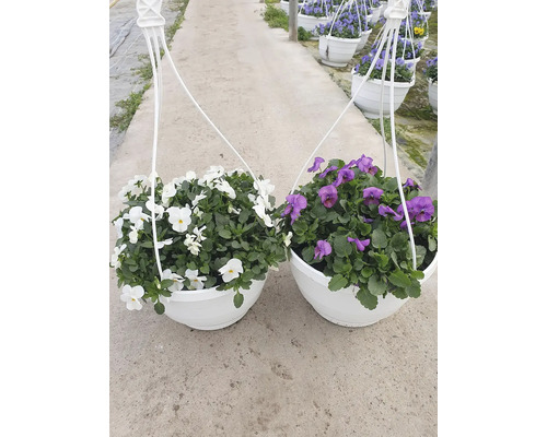 Zwei Hängekörbe mit Stiefmütterchen