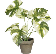 Monstera Zimmerpflanze in einem Topf