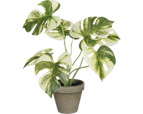 Monstera Zimmerpflanze in einem Topf