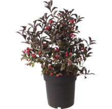 Blütenstrauch im Topf