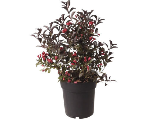 Weigelie FloraSelf Weigela florida 'Electric Love' Co 6 L Blütenstrauch im Topf
