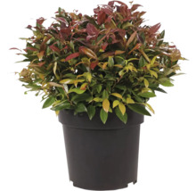 Photinia im Topf