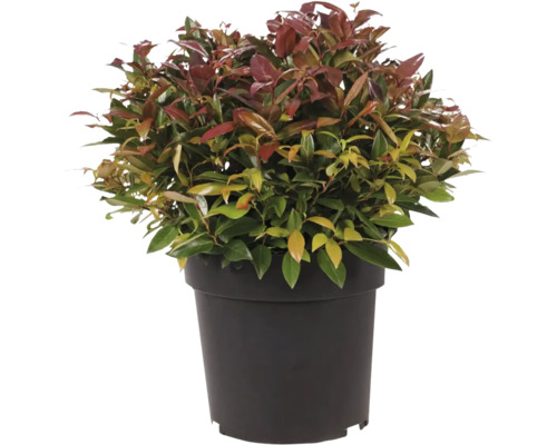 Traubenheide Kugel FloraSelf Leucothoe walteri 'Scarletta'/ 'Zeblid' Photinia im Topf