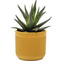 Zebra-Haworthie in einem Blumentopf