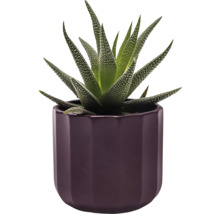 Zebra-Haworthie in einem Topf